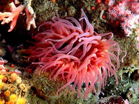  Flower Anemones: Exquisite Underwater Blossoms With Tentacles That Sting Like Thorns!