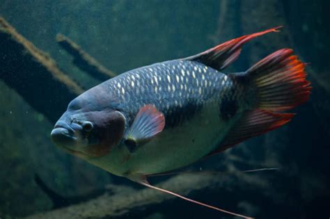  Giant Gourami: A Majestic Freshwater Fish With Vibrant Colors and Remarkable Labyrinth Organ Abilities!