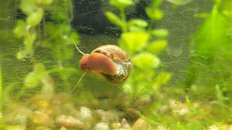 Indoplanorbis Exustus: A Tiny Snail Making a Big Splash in Aquatic Ecosystems!