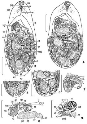  Metagonimus yokogawai: A Tiny Trematode That Thinks It's Sushi!