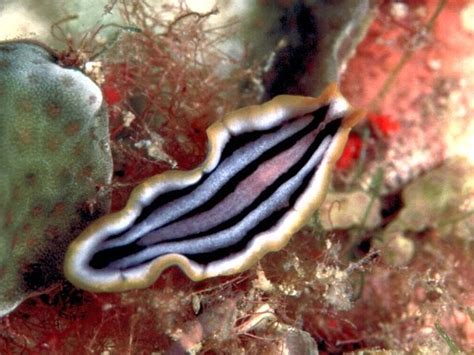  Orobothrium A Parasitic Flatworm Hiding Within the Guts of Deep-Sea Fish!