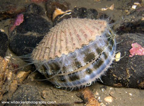 Queen Scallop: An Underrated Mollusk Whose Remarkable Filter-Feeding Prowess Makes It a Crucial Player in Coastal Ecosystems!