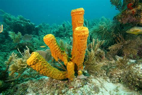  Rhabdocalyptus Dawesi: A Sponge So Gigantic It Makes Other Sponges Look Like Dust Mites!