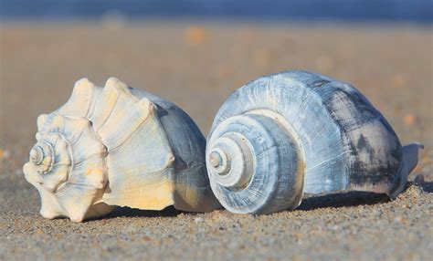  Whelk:  A Shellfish That Walks on Stilts With Its Exquisite Spiral Home!