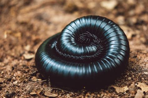 Asilidae Millipede:  Unraveling the Mysteries of This Remarkably Fast and Abundant Woodland Dweller!