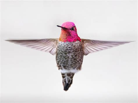  Bluebird! Unveiling a Tiny Feathered Jewel that Embraces the Canopy and Masters Aerial Agility