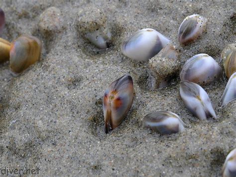  Donax! A Quaint Clam That Embraces Coastal Life Despite Its Tiny Size