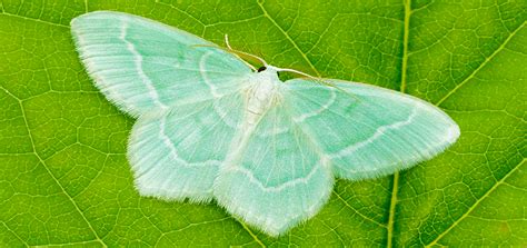 Emerald Moth: A Jewel of the Night Hiding Among Leafy Greens with Exquisite Camouflage!