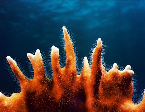  Fire Coral - A Tiny Colonial Creature That Packs a Stinging Punch and Creates Magnificent Underwater Architecture!