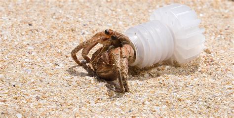  Hermit Crab: A Master of Recycled Real Estate