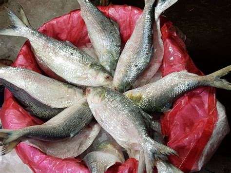  Ilish! A Silver Bullet From Bangladesh That Swims Against The Tide And Brings Delight To Millions