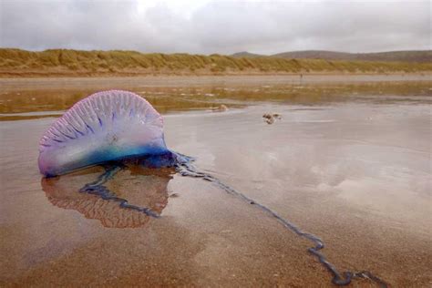  Portuguese Man-of-War - A Jellyfish That Isn't a Jellyfish! 