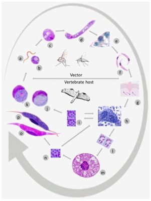  Quingyangia! A Parasite That Embraces the Circle of Life (and a Few Unfortunate Hosts)