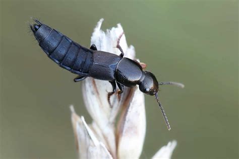  Rove Beetles: Exploring Tiny Predators With Remarkably Diverse Diets!