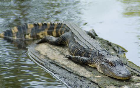 Salamander: An Amphibious Master of Disguise Living Both on Land and in Water!