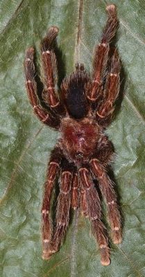  Tarantula! A Fuzzy Friend Who Prefers Solitude and Loves a Good Feast