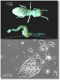 Trichonympha: An Exquisite Example of Symbiotic Survival Within the Guts of Termites!