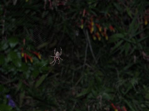  Xystosoma!  A Master Weaver Hiding In Plain Sight With Exquisite Silk Threads