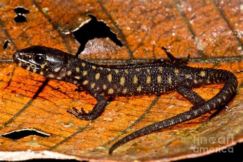 Yellow-Spotted Lizard – This Ancient Amphibian Thrives in Watery Environments While Sporting Vibrant Terrestrial Patterns!